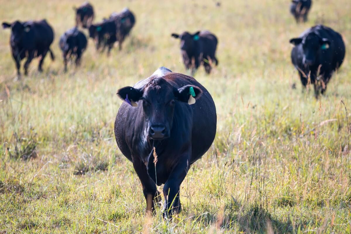 CC Cattle Grazing